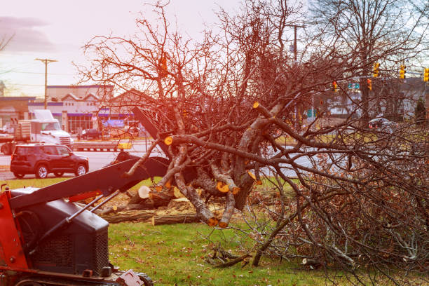 Best Tree Trimming and Pruning  in Fishhook, AK