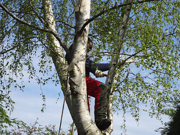 Reliable Fishhook, AK Tree Services Solutions